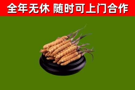 镜湖区回收散虫草